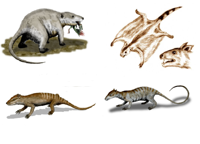 earliest mammals