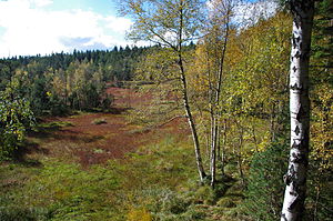 View from the viewing platform of the Hormersdorfer Hochmoor