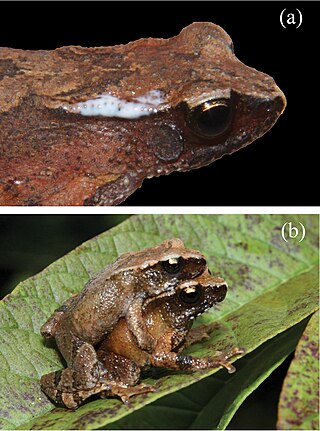 <i>Blythophryne beryet</i> Species of amphibian