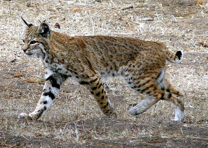 File:Bobcat photo.jpg