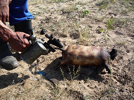 Preparing a marmot as boodog