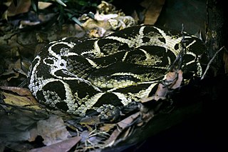 Bothrops jararacussu