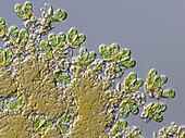 Living Botryococcus green algae Botryococcus braunii.jpg