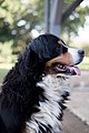 Bernese Mountain dog