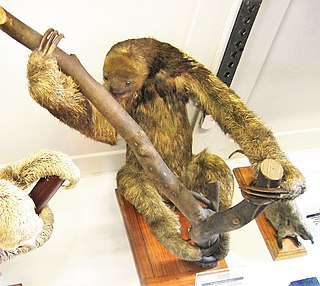 <span class="mw-page-title-main">Maned sloth</span> Species of mammals related to anteaters and armadillos