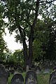 Památný dub na židovském hřbitově v Brandýse nad Labem. Template:Mediagrant