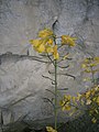 Brassica oleracea inflorescence