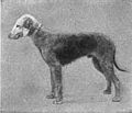 Britannica Dog 33.jpg