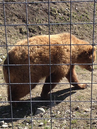 How to get to Bc Wildlife Park with public transit - About the place