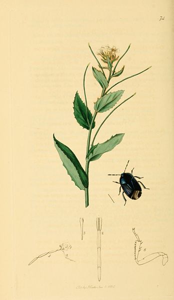 File:British Entomology Volume 7 (John Curtis) Plate 74.jpg