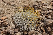 Joshua Tree National Park