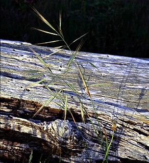 <i>Bromus diandrus</i> Species of grass