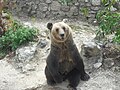 Brown bear in the Skopje Zoo (2).JPG