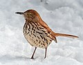 * Nomination Brown thrasher in the Central Park Shakespeare Garden --Rhododendrites 01:19, 29 March 2021 (UTC) * Promotion Good quality. --A.Savin 01:37, 29 March 2021 (UTC)