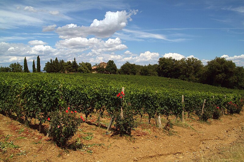 File:Brunello di Montalcino vines.jpg