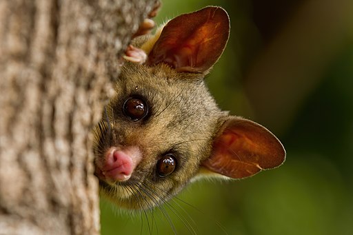 Brushtail Possum IMG 5017