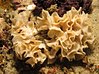 Bryozoan Ponta do Ourossa, Mosambikissa (6654415783).jpg