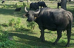 Hungarian Buffalo in the buffalo reserve of Kápolnapuszta, Zala county