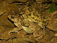 Bufo maculatus04.jpg