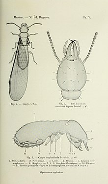 Bulletin du Muséum d'histoire naturelle (1914) (20251667600) .jpg