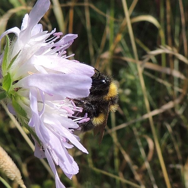 File:Bumblebee on scabious, Sandy, Bedfordshire (9338345290).jpg