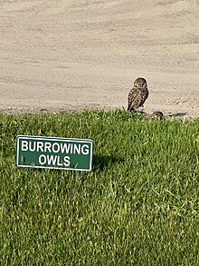 Burrowing owls at a golf course in Plantation, FL