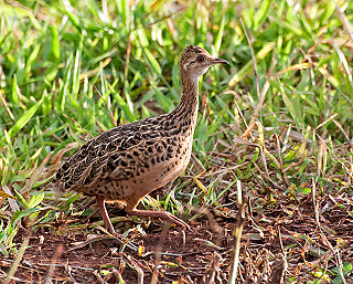 Spotted nothura species of bird