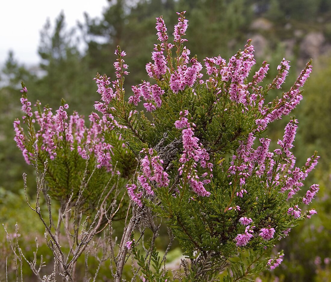 Kronheden