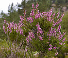 Common Heather (Calluna vulgaris; Silinis virzis) CallunaVulgaris.jpg