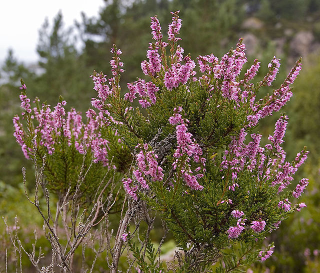 Calluna vulgaris, Ling or Erica in bloom. Vertical floral