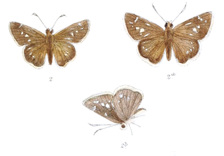 <i>Borbo bevani</i> Species of butterfly