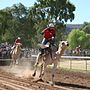 Miniatura para Camel Cup