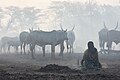 * Nomination Kid gathering cow dong, cattle camp of the Mundari tribe, Terekeka, South Sudan --Poco a poco 06:35, 13 May 2024 (UTC) * Promotion  Support Good quality. --Ermell 06:46, 13 May 2024 (UTC)  Support Atmospheric and poignant like a nice (thought-provoking) painting! --Scotch Mist 06:53, 13 May 2024 (UTC)