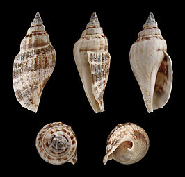 Canarium urceus