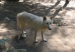 Canis.lupus.occidentalis-ZOO.Olomouc3.jpg