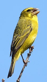 Thumbnail for File:Cape Brimstone Canary.jpg