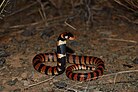 Cape Coral Snake, Aspidelaps lubricus, RsDSC 0417.jpg
