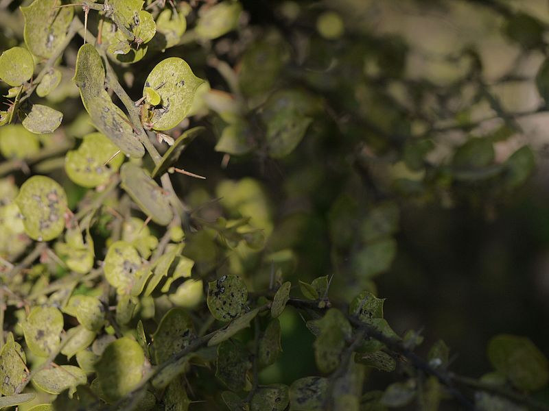 File:Capparis rotundifolia (6781253639).jpg