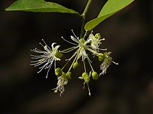 Capparis sepiaria (2443381430).jpg