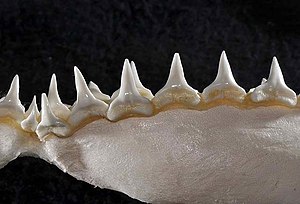 Carcharhinus altimus lower teeth.jpg