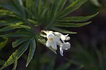 Cardamine kitaibelii