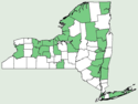 Carex pellita NY-dist-map.png