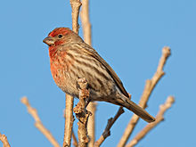 Carpodacus mexicanus -Madison, Wisconsin, USA -8.jpg