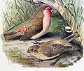 Thumbnail for File:Carpodacus stoliczkae 1891.jpg