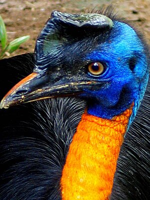 Casuarius unappendiculatus -Northern Cassowary -head.jpg