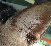 A cat's ear, which has special fur for sensing and protection Cat'searraoukie.jpg