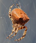 Thumbnail for Araneus gemmoides