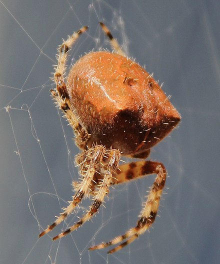 Кот паук. Araneus Gemma. Котомордый паук. Паук семья. Драгоценный паук.