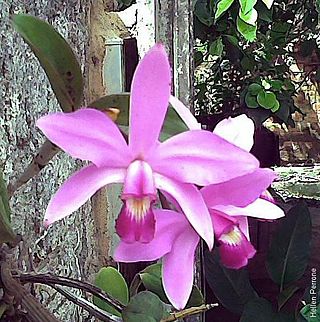 <i>Cattleya violacea</i> Species of orchid