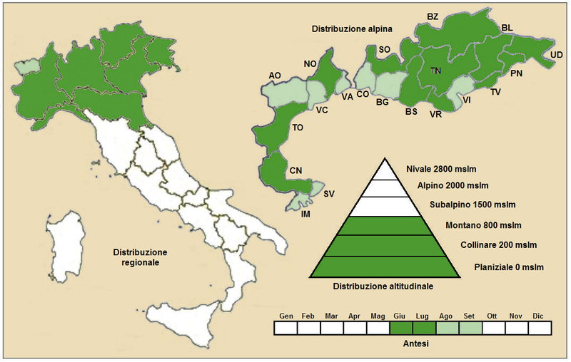 File:Centaurea stoebe - Distribution Italy.PNG